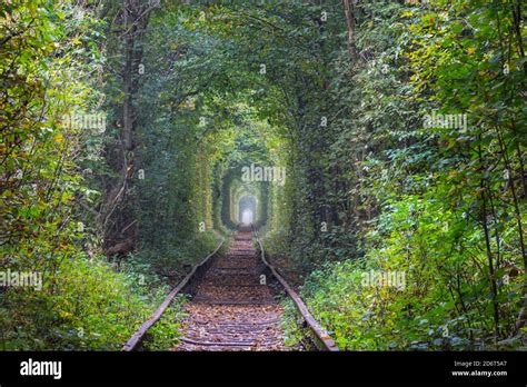 Trees tunnel in early autumn season Stock Photo - Alamy