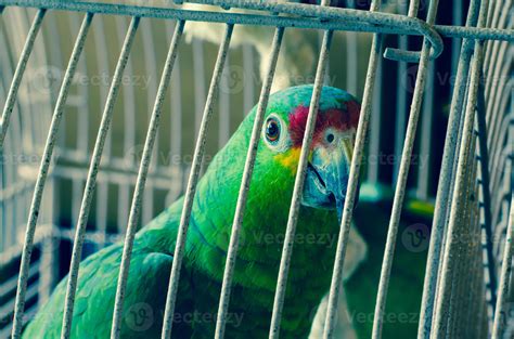 green parrot 723035 Stock Photo at Vecteezy