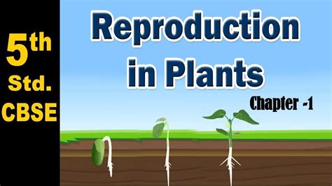 Reproduction In Plants Class 7 Diagram