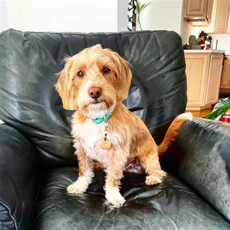 Beagle Poodle Mix: A Dog That Will Melt Your Heart