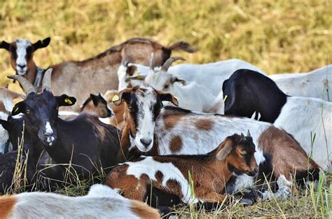 Goat Farming for Dummies, Basics, Ideas and Tips | Agri Farming