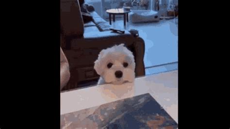 Puppy GIF - Puppy - Discover & Share GIFs