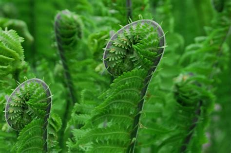 How to Grow & Care for Fiddlehead Ferns (Ostrich Fern)