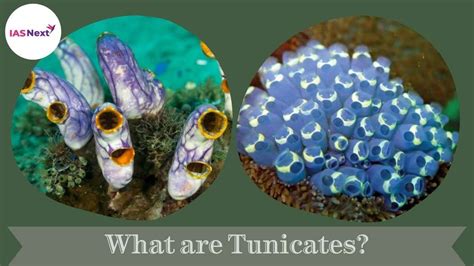 What are Tunicates?