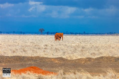 Safari & Wildlife Photography - Photography Kenya