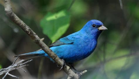 Confluence of Birds in Concan Makes for a Wonderful Way to Enjoy ...