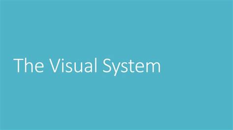 Visual System Structure and Function