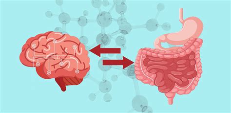 The gut-brain connection: How does the axis work?