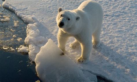 Why do polar bears have white fur? And nine other polar bear facts ...