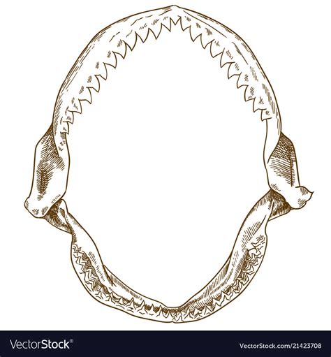 Engraving drawing of shark jaw Royalty Free Vector Image