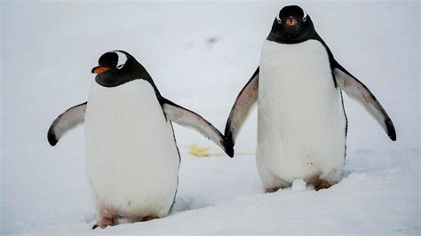 Gentoo penguins are four species, not one - BBC News