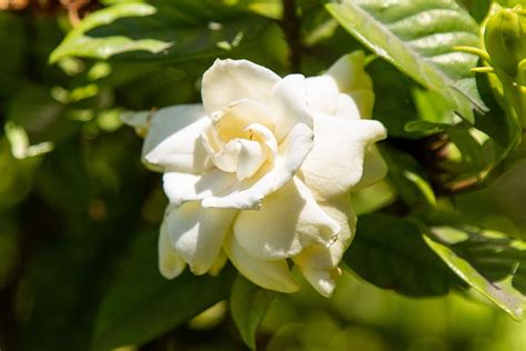 13 Popular Varieties of Gardenia