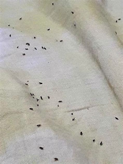 Tiny Brown Flying Bugs In Bedroom - Bangmuin Image Josh