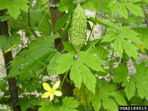 Ampalaya Bitter Melon | Bitter gourd, Ayurvedic plants, Momordica charantia