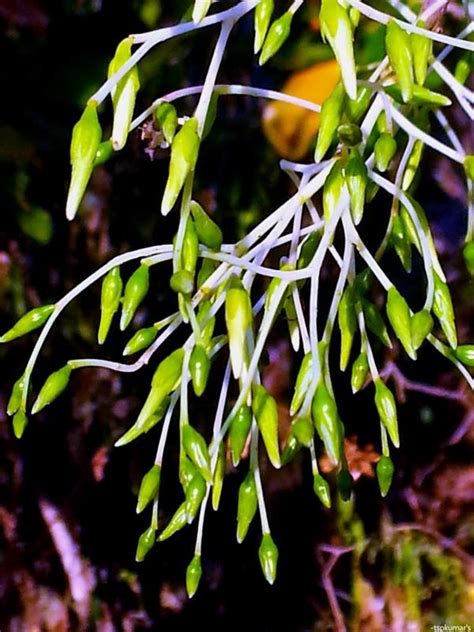 Shorea – eFlora of India