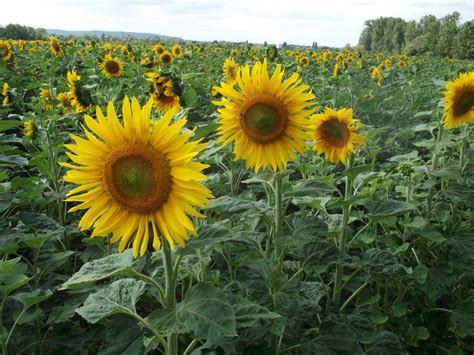 Metz. Photo de lecteur : des tournesols plein champ