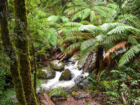 Yarra Ranges National Park, Attraction, Yarra Valley & Dandenong Ranges, Victoria, Australia