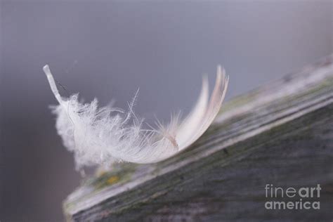 White Duck Feather Macro Photograph by Taphath Foose - Fine Art America