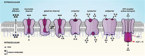 Biological Membranes and Membrane Transport Processes - The Medical Biochemistry Page