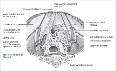 The Urinary Bladder | Musculoskeletal Key