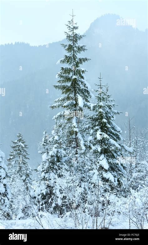 Snowy fir trees Stock Photo - Alamy