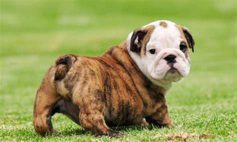 25 Beautiful Bulldog Puppies That Will Melt Your Heart - Inside Dogs World