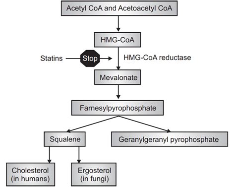 Anti-Hyperlipidemic Drugs (Hyperlipidemia) - Solution Parmacy