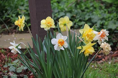 Christian Images In My Treasure Box: Daffodils Spring 2017