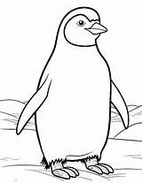 30 Penguin Coloring Pages Fun Free Sheets sketch template