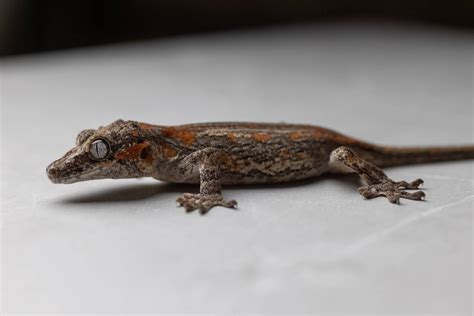 10 Gargoyle Gecko Morphs & Colors (With Pictures) | Pet Keen