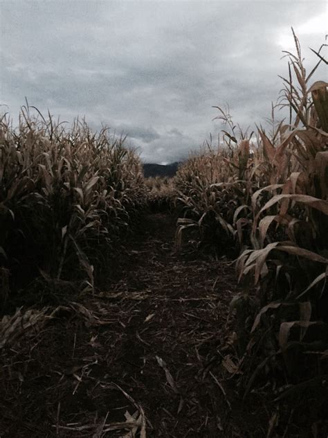 haunted corn maze | Tumblr | Haunted corn maze, Haunting, Corn maze