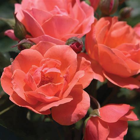 Coral Knock Out Shrub Rose, Shrub: Jung Seed Company | Shrub roses, Rose color meanings ...