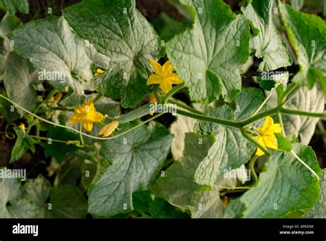 organic cucumber plant leaves and flowers Stock Photo - Alamy