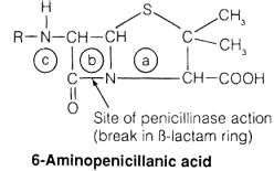 Penicillinase; beta-Lactamase I