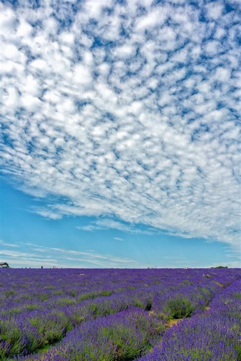 Mayfield Lavender Farm | CityDays