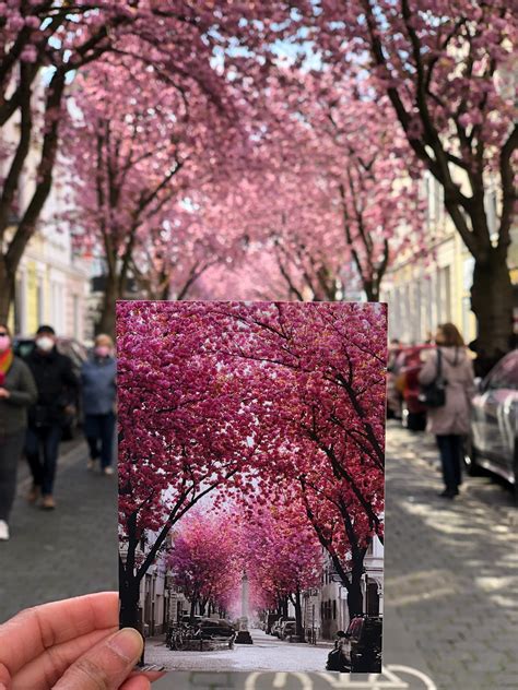 How To Visit the Cherry Blossoms Trees in Bonn - Hello Graciemo