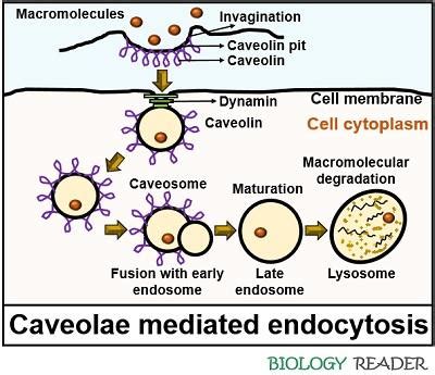 Pinocytosis