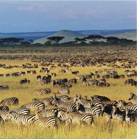 Magical of Tanzania Adventure Camping Safari - 4 days | Nationalparker ...