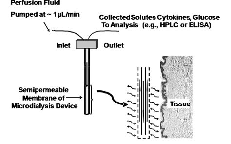 Microdialysis probe schematic. | Download Scientific Diagram