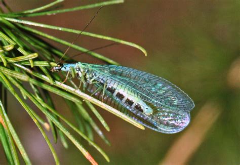 9 Green Lacewing Spiritual Meanings & Messages of Hope