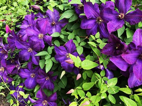 12 Best Perennial Vines to Grow in the Sun | Purple climbing flowers, Climbing flowers, Best ...