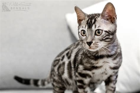 Silver Domestic Bengal Cats