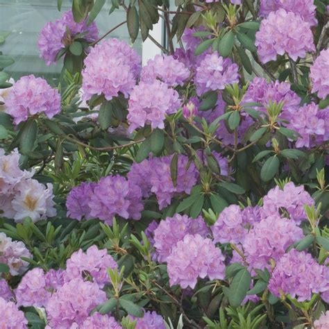 #1 6 in. Rhododendron Shrub with Purple Flowers-18017 - The Home Depot