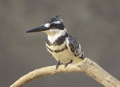 Pied kingfisher - iSafiri