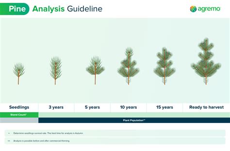 Growing Pine - Pine Tree Planting Solutions | Agremo