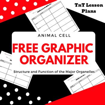 Graphic Organizer Organelles of Animal Cell by TnT Lesson Plans | TpT