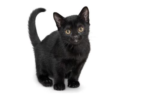 Bombay Cat Breed Information, Images, Characteristics, Health