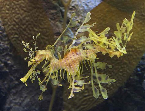 Leafy Seadragon – Profile | Traits | Diet | Breeding | Facts - SeaFish