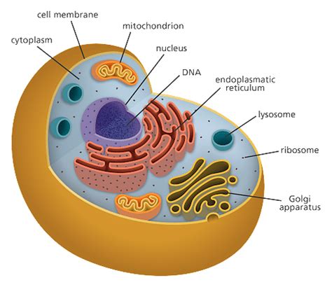 Major Differences Between Plant, Animal and Bacterial Cells