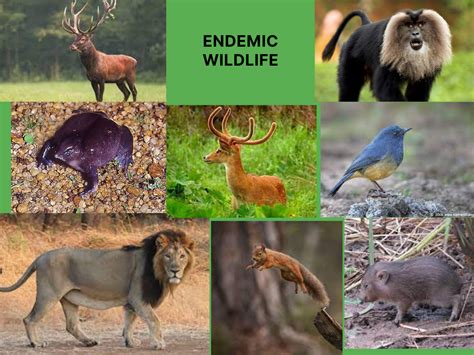 Endemic Wildlife: Their Importance For Nature As A Whole - Sigma Earth